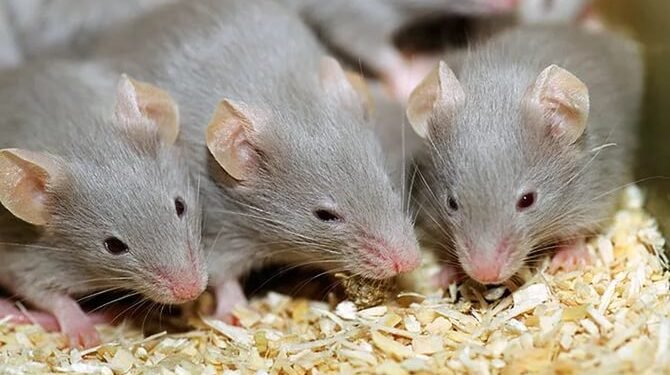 باريس ومدن عالمية تتبنى نهج التعايش مع الفئران بدل الإبادة