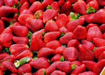 طفرة في الصادرات.. الزراعة تنفي شائعات تلوث الفراولة بمواد مسرطنة
