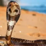 حالة من الذعر تصيب قرية بالغربية بسبب وجود كوبرا ضخمة فوق شجرة