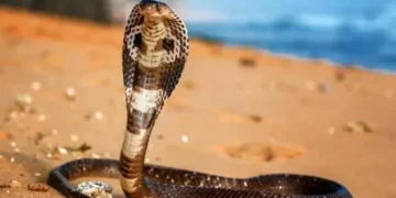 حالة من الذعر تصيب قرية بالغربية بسبب وجود كوبرا ضخمة فوق شجرة