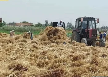 ضبط 4 متهمين في سرقة محصول قمح بالشرقية