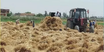 ضبط 4 متهمين في سرقة محصول قمح بالشرقية