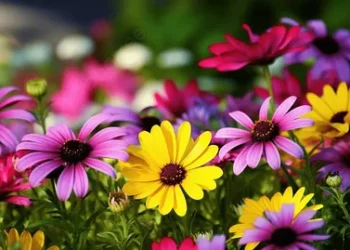 انطلاق معرض زهور الربيع غدًا بالمتحف الزراعي بالدقي