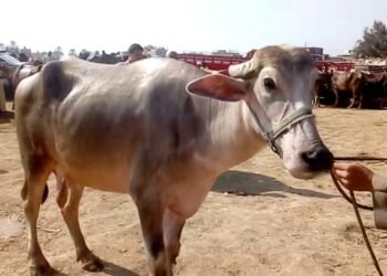 الزراعة تحذر مربي الماشية من استخدام لقاح أفتوفاكس بور سات