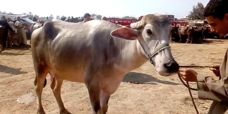 الزراعة تحذر مربي الماشية من استخدام لقاح أفتوفاكس بور سات