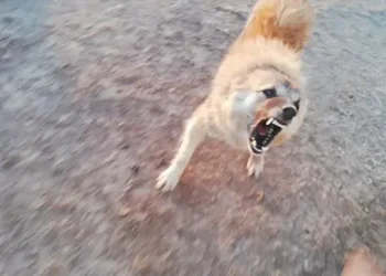 كلاب ضالة تهاجم حظيرة أغنام في قنا