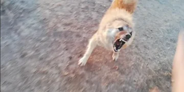 كلاب ضالة تهاجم حظيرة أغنام في قنا