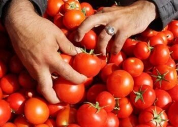 انهيار مفاجئ في أسعار الطماطم اليوم السبت بسوق العبور.. والكيلو يبدأ من 7.5 جنيه