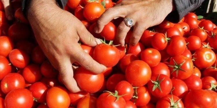 انهيار مفاجئ في أسعار الطماطم اليوم السبت بسوق العبور.. والكيلو يبدأ من 7.5 جنيه