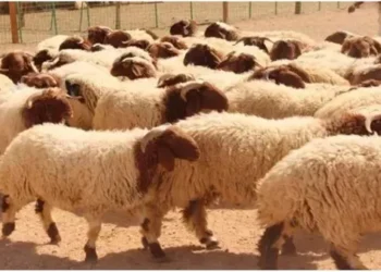 الإفتاء تحسم الجدل: جواز اشتراك المسلم وغير المسلم في الأضحية بذبيحة واحدة