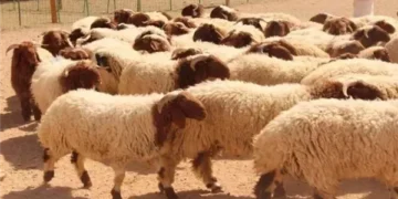 الإفتاء تحسم الجدل: جواز اشتراك المسلم وغير المسلم في الأضحية بذبيحة واحدة