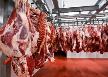 أسعار اللحوم اليوم الجمعة 29 مايو 2026.. استقرار الكندوز والضاني والبتلو في الأسواق