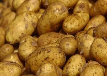 طفرة في الصادرات الزراعية.. الموالح والبطاطس في المقدمة بـ 3.7 مليون طن