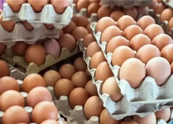 أسعار البيض اليوم.. استقرار نسبي وزيادة في الإنتاج المحلي