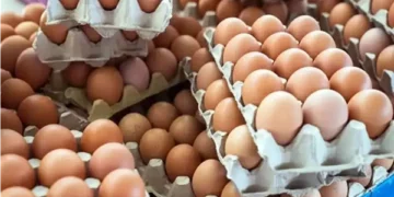 أسعار البيض اليوم.. استقرار نسبي وزيادة في الإنتاج المحلي
