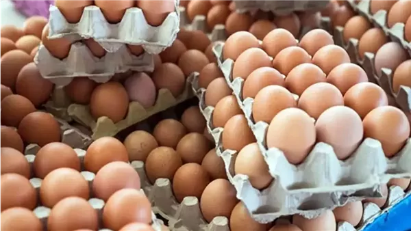 أسعار البيض اليوم.. استقرار نسبي وزيادة في الإنتاج المحلي