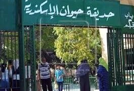 استنفار بالإسكندرية للإمساك بقرود هاربة بمدافن العامود وتجهيز أماكن لعزلها