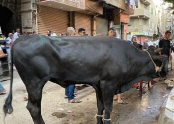 التنمية المحلية: توفير كشف بيطري مجاني للأضاحي لمنع الذبح العشوائي بالشوارع