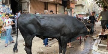 التنمية المحلية: توفير كشف بيطري مجاني للأضاحي لمنع الذبح العشوائي بالشوارع