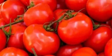نقيب الفلاحين يكشف أسباب ارتفاع أسعار الطماطم ويحدد موعد تراجعها