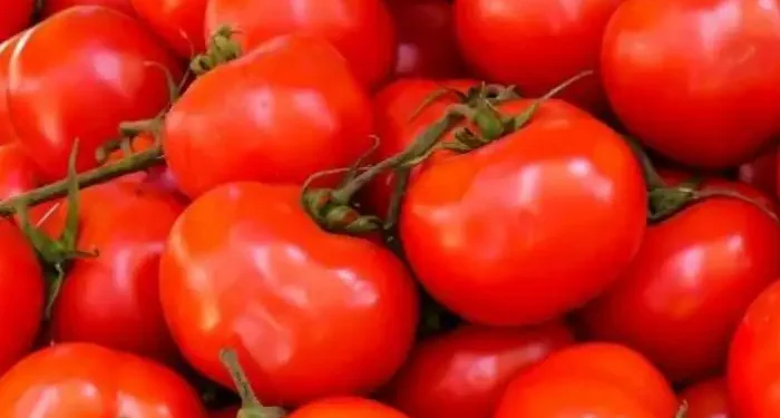 نقيب الفلاحين يكشف أسباب ارتفاع أسعار الطماطم ويحدد موعد تراجعها