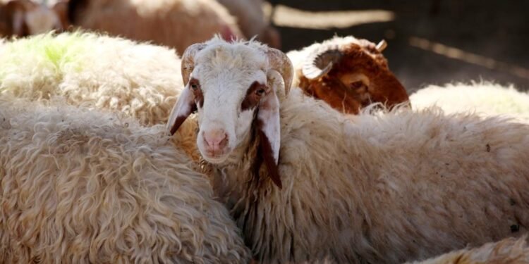 ثالث أيام العيد..انخفاض أسعار المواشي واللحوم الحية في الأسواق