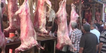 ارتفاع جديد في أسعار اللحوم اليوم الأربعاء.. الكيلو يقفز في الضاني والبتلو والكندوز