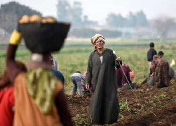 نقيب الفلاحين: الفلاح شريك رئيسي في تأمين الغذاء ويستحق الدعم والحماية