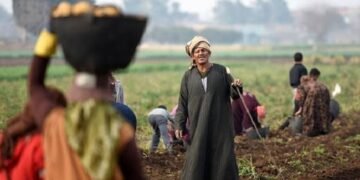 نقيب الفلاحين: الفلاح شريك رئيسي في تأمين الغذاء ويستحق الدعم والحماية