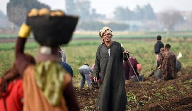 نقيب الفلاحين: الفلاح شريك رئيسي في تأمين الغذاء ويستحق الدعم والحماية