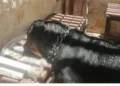 حقيقة احتجاز كلب داخل قسم الدقي.. التحقيقات تكشف التفاصيل الكاملة