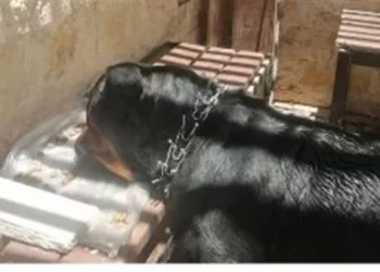 حقيقة احتجاز كلب داخل قسم الدقي.. التحقيقات تكشف التفاصيل الكاملة
