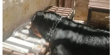 حقيقة احتجاز كلب داخل قسم الدقي.. التحقيقات تكشف التفاصيل الكاملة