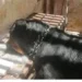 حقيقة احتجاز كلب داخل قسم الدقي.. التحقيقات تكشف التفاصيل الكاملة