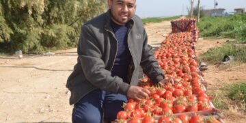 الطماطم تهبط من 70 لـ15 جنيهاً.. والبيض بـ85 جنيهاً بعد تدخل الوزارة