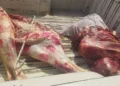 ضبط سيارة محملة بلحوم مجهولة المصدر بعد انقلابها أسفل محور دار السلام بسوهاج