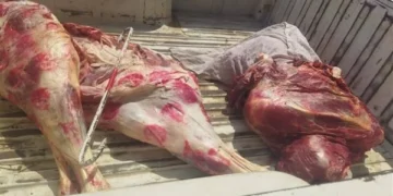ضبط سيارة محملة بلحوم مجهولة المصدر بعد انقلابها أسفل محور دار السلام بسوهاج