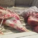 ضبط سيارة محملة بلحوم مجهولة المصدر بعد انقلابها أسفل محور دار السلام بسوهاج