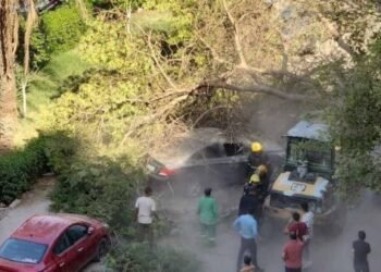سقوط شجرة كبيرة الحجم على 3 سيارات ملاكي بالمعادي
