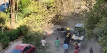 سقوط شجرة كبيرة الحجم على 3 سيارات ملاكي بالمعادي