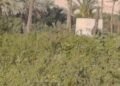 التعديات بالبناء تلتهم الأراضي الزراعية بأسيوط