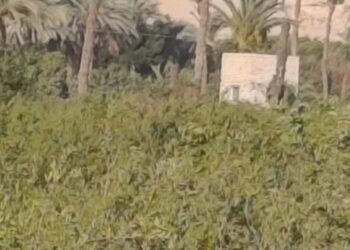 التعديات بالبناء تلتهم الأراضي الزراعية بأسيوط