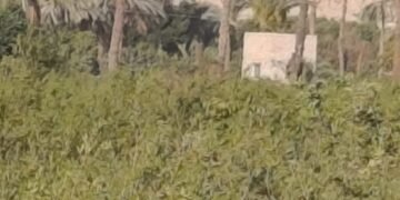 التعديات بالبناء تلتهم الأراضي الزراعية بأسيوط