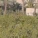 التعديات بالبناء تلتهم الأراضي الزراعية بأسيوط