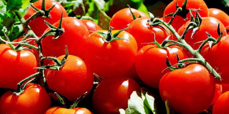 الزراعة تطلق حملة قومية بمحافظات الصعيد لمكافحة آفة حافرة الطماطم