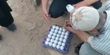 حملة لمكافحة الثعابين بالرمالي في المنوفية لحماية المواطنين