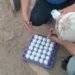حملة لمكافحة الثعابين بالرمالي في المنوفية لحماية المواطنين