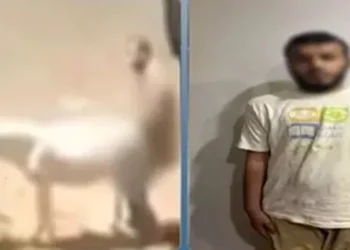 تأييد حبس المتهم سنة في واقعة الاعتداء على حمار بالقليوبية