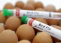 الفلبين تعلن تفشي إنفلونزا الطيور H5N1