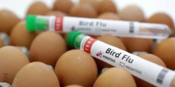 الفلبين تعلن تفشي إنفلونزا الطيور H5N1
